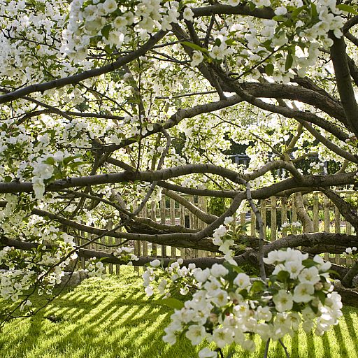 My Crabapple Trees